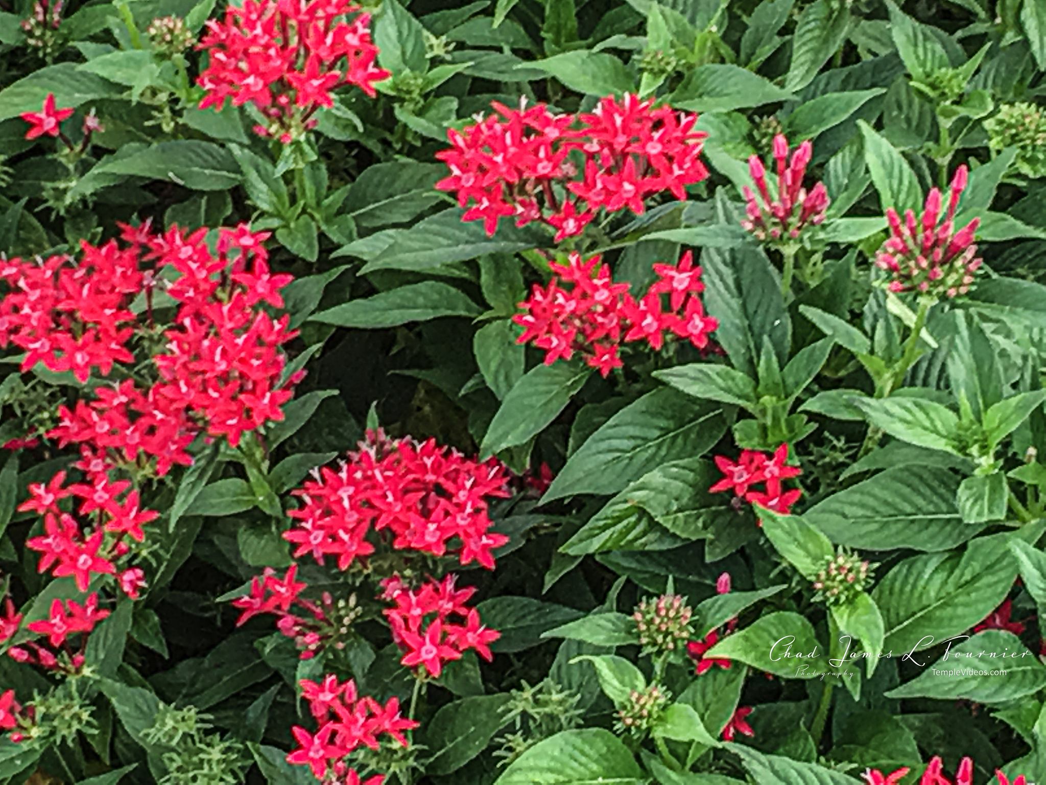 Fort Lauderdale Flordia Temple media by LDS Temple News