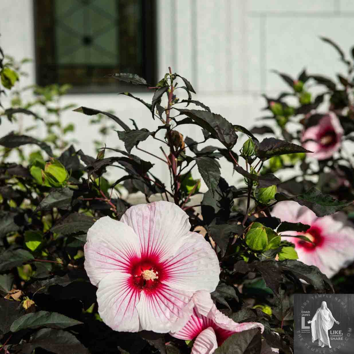 Grand Junction Colorado Temple Photography by LDS Temple News