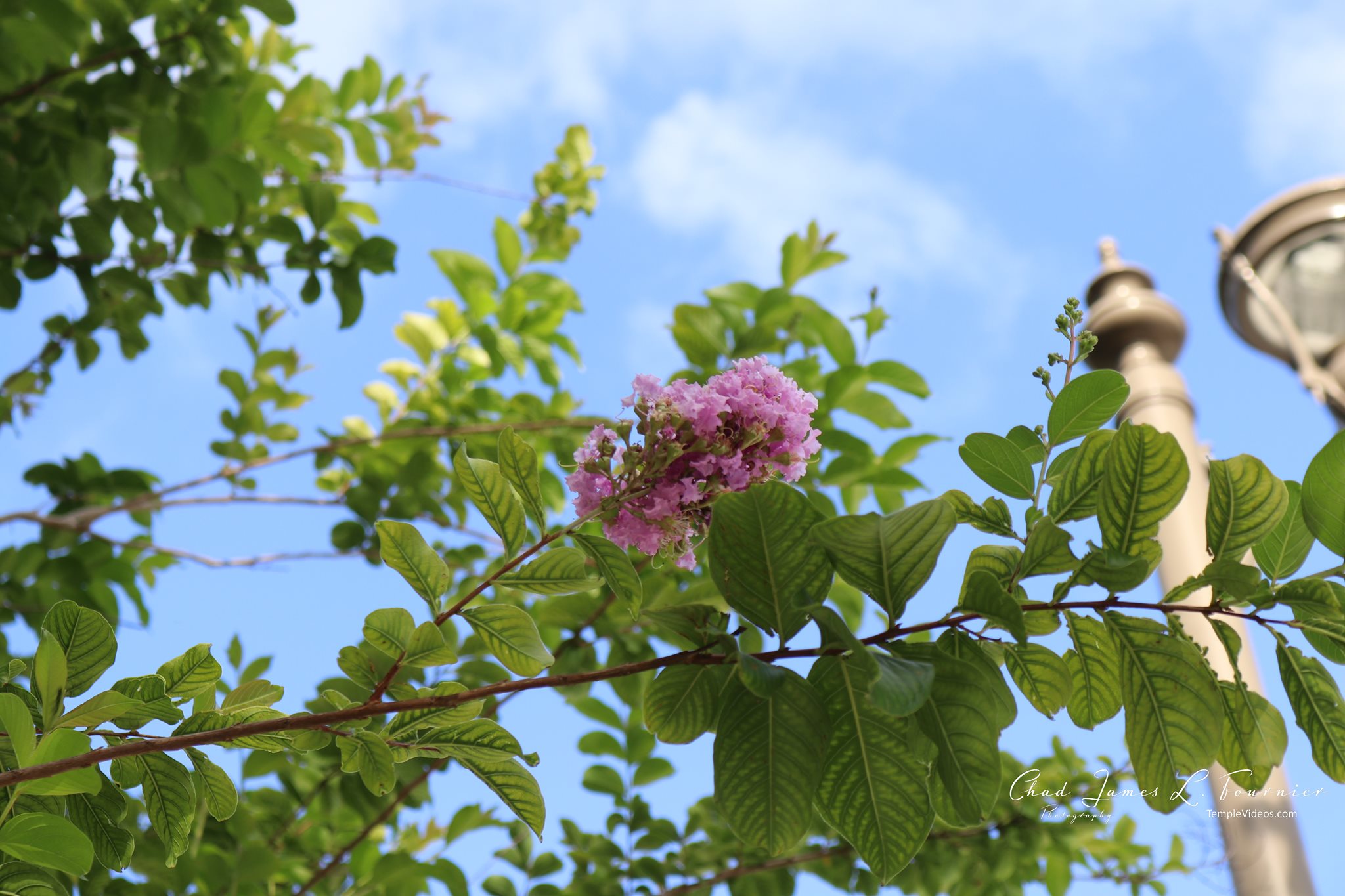 House of the Lord Fort Lauderdale Flordia Temple by LDS Temple News