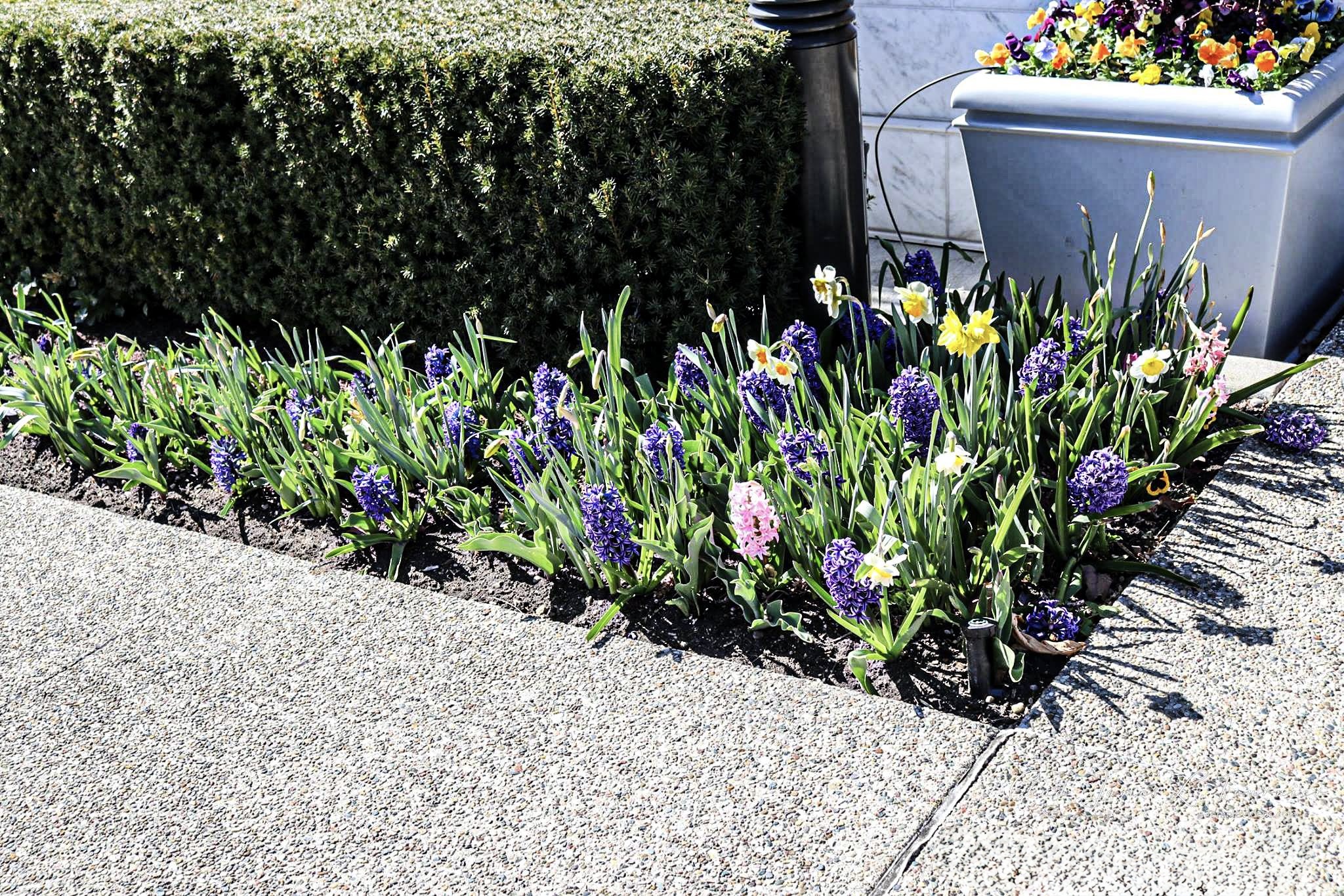 LDS Temple News Presents the Detroit Michigan Temple House of the Lord Holiness to the Lord