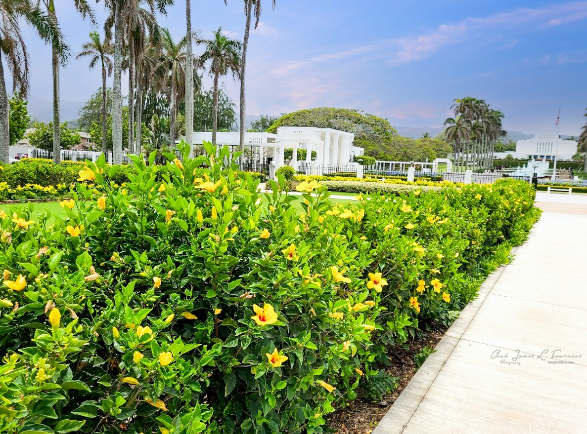 Laie Hawaii Temple Temple News
