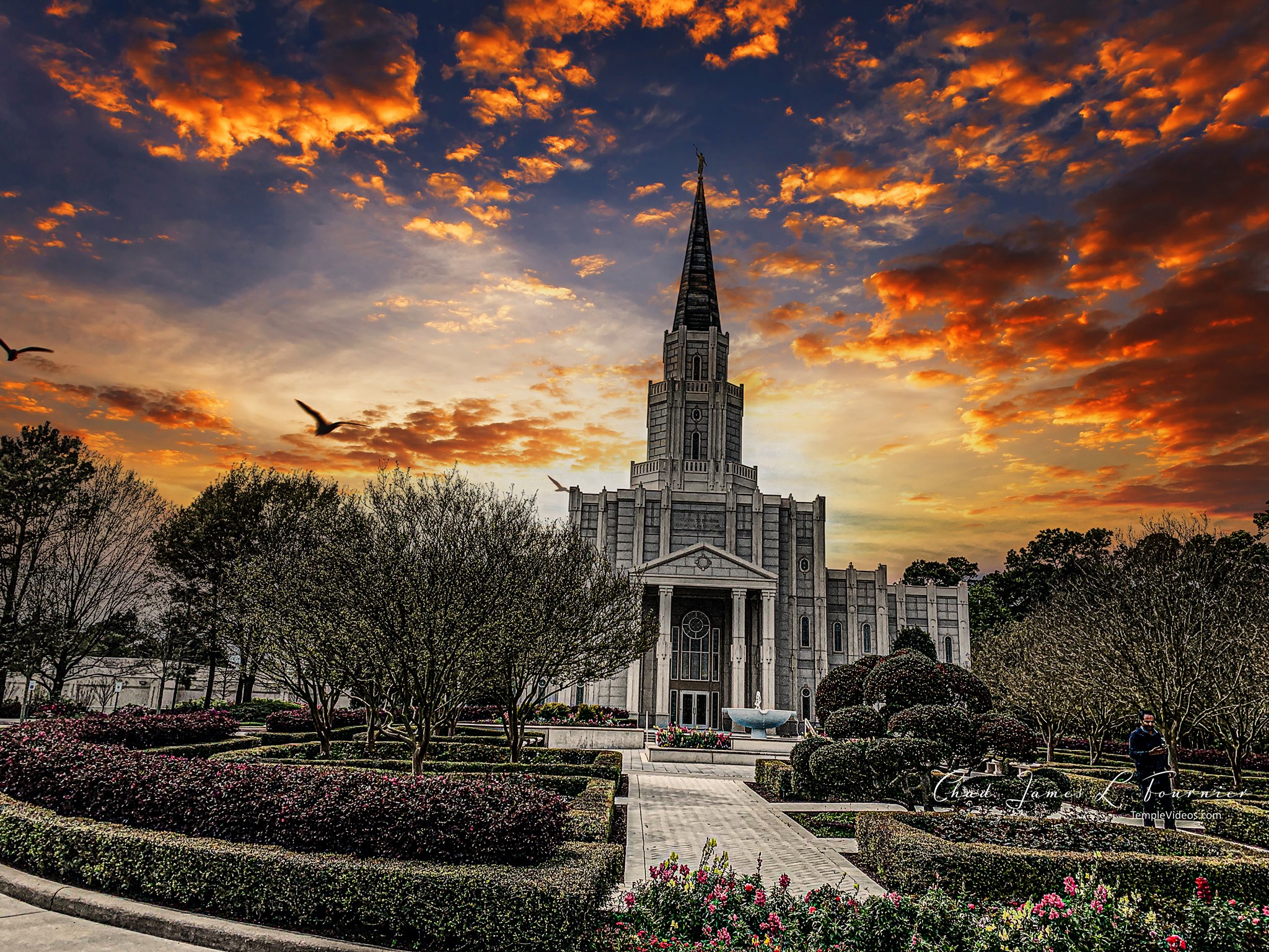 Media of the Houston Texas Temple by LDS Temple News