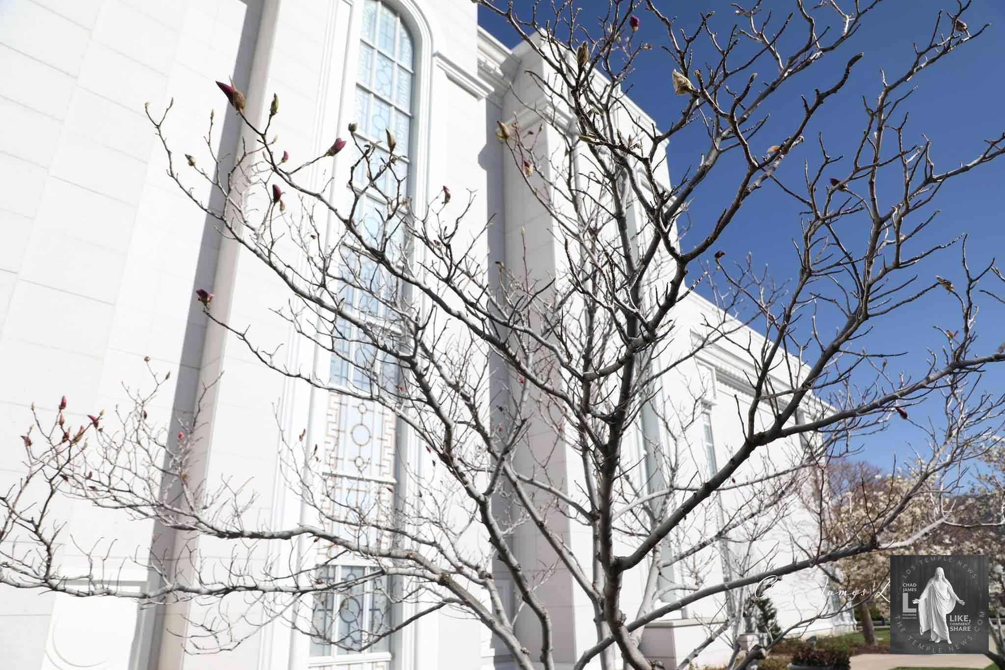 Stained Glass of the Bountiful Utah Temple Presented by LDS Temple News